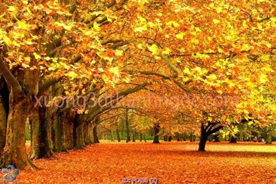 File tranh File gốc phong cảnh PC430 (gốc) chủ đề động vật