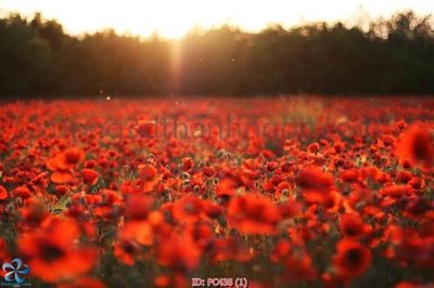 File gốc File gốc phong cảnh PC438 (in lụa) tranh phong thủy