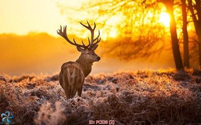 File tranh File gốc phong cảnh PC538 (file gốc) chủ đề phong thủy