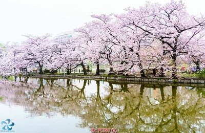 Download file gốc File gốc phong cảnh PC560 (in mica) trong suốt