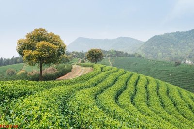 File gốc File tranh phong cảnh việt nam PC6158 (ảnh chi tiết) để in trần