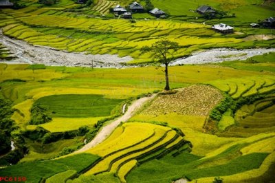 File PSD File tranh phong cảnh việt nam PC6159 (gốc) nhiều lớp (multi-layer)