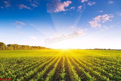 Tải file gốc File tranh phong cảnh việt nam PC6168 (bản PSD) còn layer