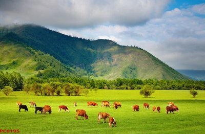 File PSD File tranh phong cảnh việt nam PC6195 (bản gốc) chất lượng nhất