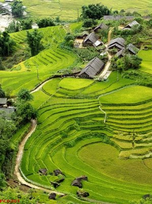 File in trần File tranh phong cảnh việt nam PC6201 (bản gốc) hoa văn