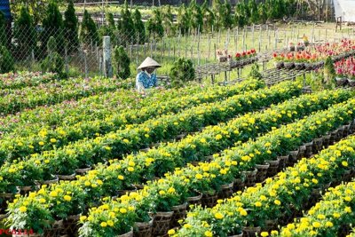 Tải file File tranh phong cảnh việt nam PC6234 (ảnh gốc) in tranh kính