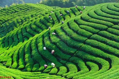 File gốc File tranh phong cảnh việt nam PC6243 (in lụa) hoa văn cổ điển