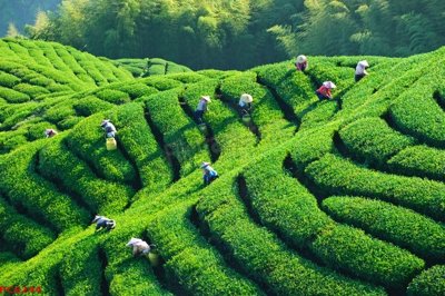 Tải file File tranh phong cảnh việt nam PC6244 (gốc) in nhanh