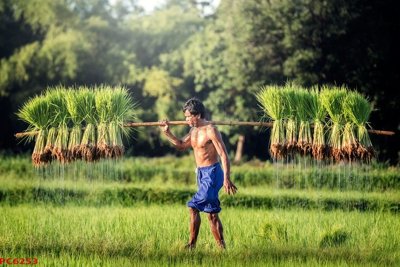 File gốc File tranh phong cảnh việt nam PC6253 (bản quyền) cho in ấn