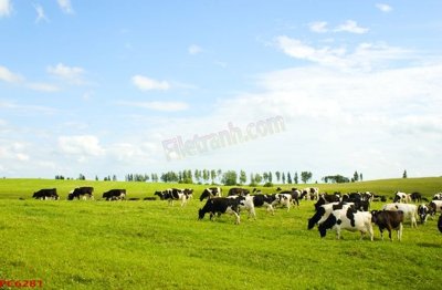 File gốc File tranh phong cảnh việt nam PC6281 (phong cách) châu Âu