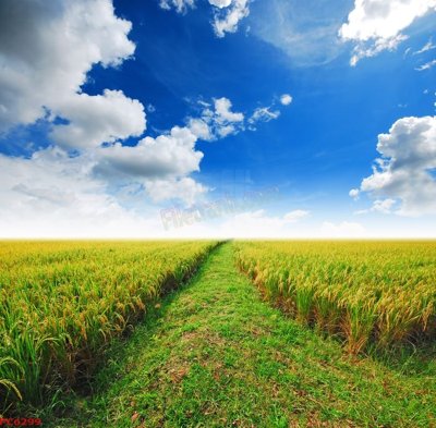 File gốc File tranh phong cảnh việt nam PC6299 (thiết kế) cho in ấn