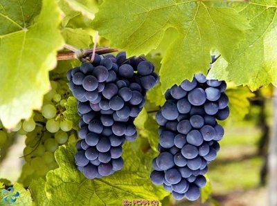 File in mica File gốc phong cảnh PC704 (bản gốc) làm vách ngăn