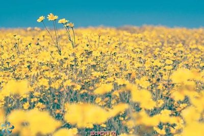 File gốc File gốc phong cảnh PC713 (trang trí) phòng trẻ em