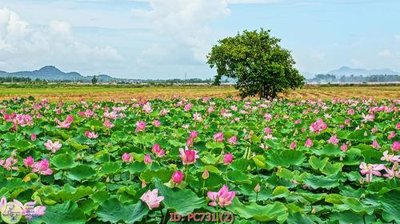 Tải file tranh gốc File gốc phong cảnh PC731 chất lượng cao