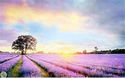 Download file gốc File gốc phong cảnh PC743 (in lụa) hoa lá