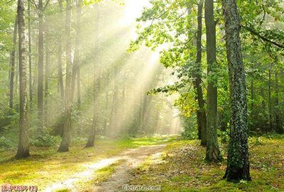 File tranh File gốc phong cảnh PC854 (bản gốc) treo quán cafe