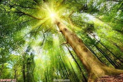 File ảnh File gốc phong cảnh PC907 (gốc) cho trang trí nhà hàng