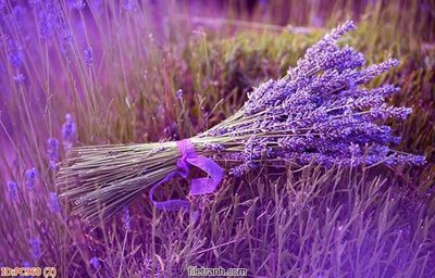 File tranh gốc File gốc phong cảnh PC960 (bản đẹp) độc quyền