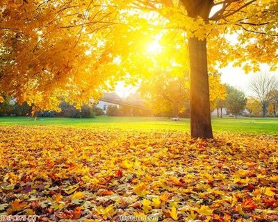 File tranh File gốc phong cảnh PC975 (gốc) chủ đề tĩnh vật