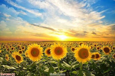 File gốc File gốc phong cảnh PC996 (in tráng gương) sang trọng