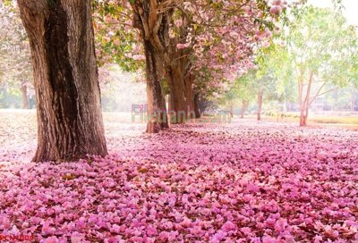 File tranh trang trí File tranh phong cảnh thiên nhiên PCN1004 (file gốc)