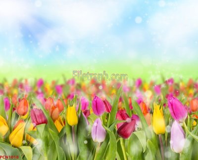 File tranh File tranh phong cảnh thiên nhiên PCN1018 (ảnh gốc) độ nét vượt trội