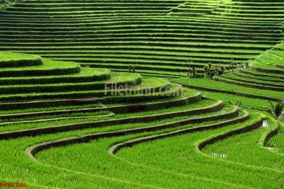 File tranh File tranh phong cảnh thiên nhiên PCN1046 (bản gốc) trang trí văn phòng