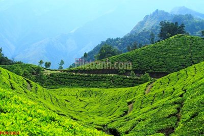 File gốc File tranh phong cảnh thiên nhiên PCN1062 (dành cho quảng cáo)