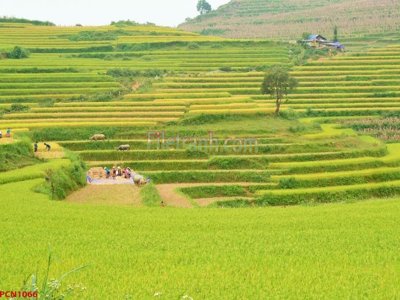 File ảnh File tranh phong cảnh thiên nhiên PCN1066 (gốc) in PP, decal