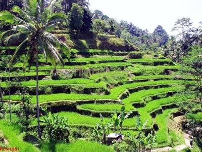 Tải file File tranh phong cảnh thiên nhiên PCN1081 (ảnh gốc) độ phân giải 300dpi