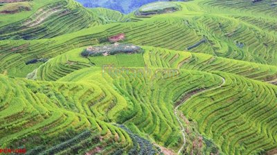 File in ấn chuyên nghiệp File tranh phong cảnh thiên nhiên PCN1088 (file gốc)