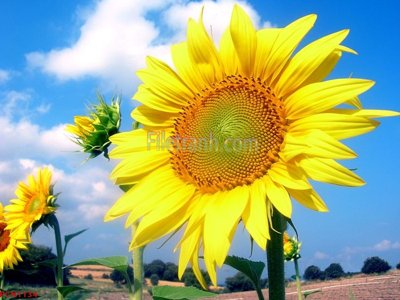 Tải file gốc File tranh phong cảnh thiên nhiên PCN1134 (in tráng gương) siêu đẹpFile tranh gốc File tranh phong cảnh thiên nhiên PCN1134 chất lượng cao