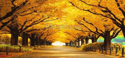 File gốc File tranh phong cảnh thiên nhiên PCN1171 (in mica) làm quà tặng