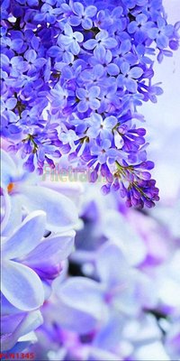 File gốc File tranh phong cảnh thiên nhiên PCN1345 (in lụa) cao cấp