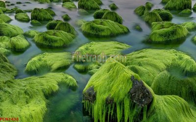 File gốc File tranh phong cảnh thiên nhiên PCN1433 (ảnh chi tiết) để in lụa