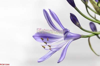 File gốc File tranh phong cảnh thiên nhiên PCN1544 (dành cho trang trí nội thất)