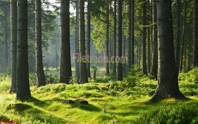 File PSD File tranh phong cảnh thiên nhiên PCN1559 (gốc) cho designer