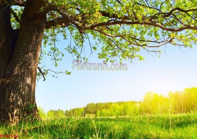 File gốc File tranh phong cảnh thiên nhiên PCN1574 (dành cho quảng cáo)