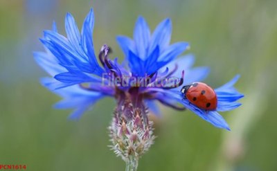 Tải file tranh gốc File tranh phong cảnh thiên nhiên PCN1614 chất lượng cao