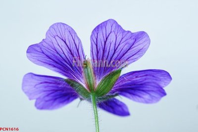 File ảnh File tranh phong cảnh thiên nhiên PCN1616 (gốc) in Hiflex