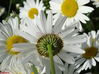 File ảnh File tranh phong cảnh thiên nhiên PCN1636 (gốc) in standee