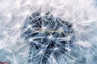 File gốc File tranh phong cảnh thiên nhiên PCN1641 (thiết kế) độc quyền