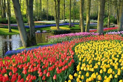 Tải file gốc File tranh phong cảnh thiên nhiên PCN1650 (in khổ lớn) không vỡ