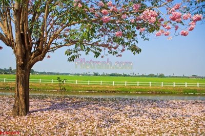 File in trần File tranh phong cảnh thiên nhiên PCN1679 (file gốc) chủ đề vũ trụ