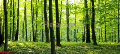 Download file tranh File tranh phong cảnh thiên nhiên PCN1726 (file gốc PSD)