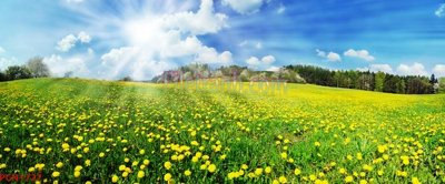 File PSD File tranh phong cảnh thiên nhiên PCN1727 (bản gốc) cho nhà in