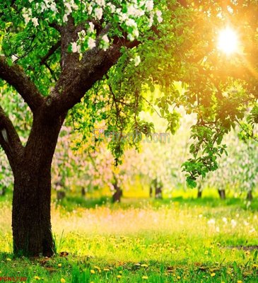 File tranh File tranh phong cảnh thiên nhiên PCN1730 (ảnh gốc) cho in ấn kỹ thuật số