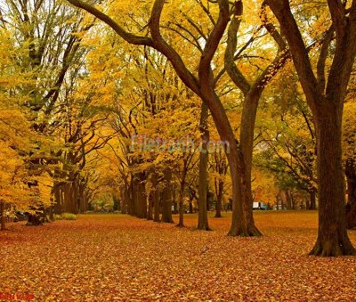 File ảnh File tranh phong cảnh thiên nhiên PCN1738 (gốc) in Hiflex