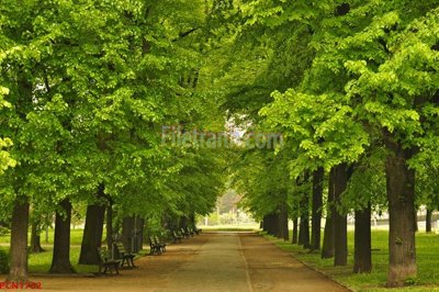 File tranh gốc File tranh phong cảnh thiên nhiên PCN1752 chủ đề hiện đại