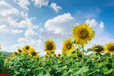 File gốc File tranh phong cảnh thiên nhiên PCN1892 (in mica) làm quà tặng